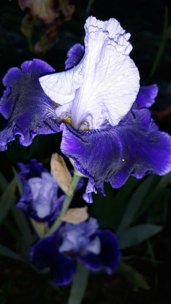 - Iris