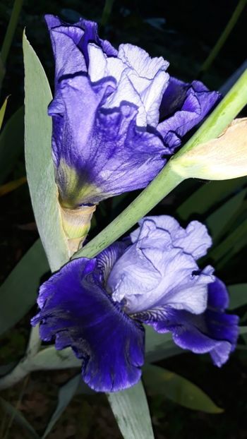  - Iris