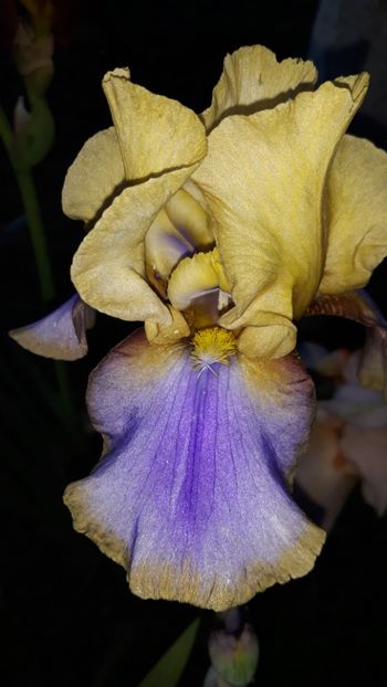  - Iris