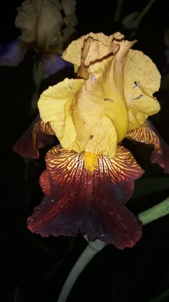  - Iris