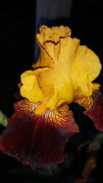  - Iris
