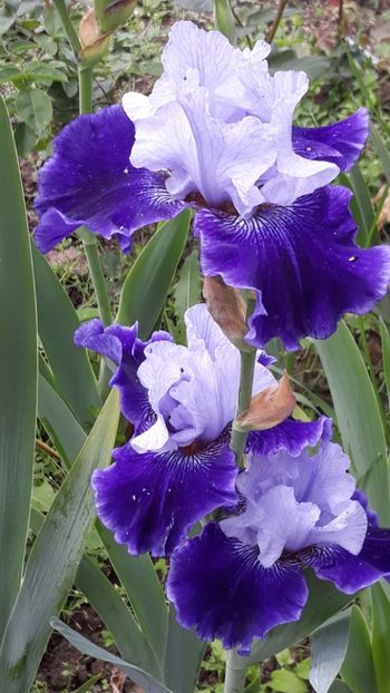  - Iris