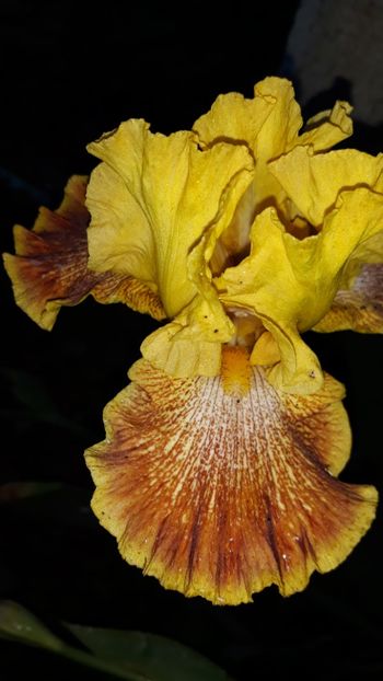  - Iris