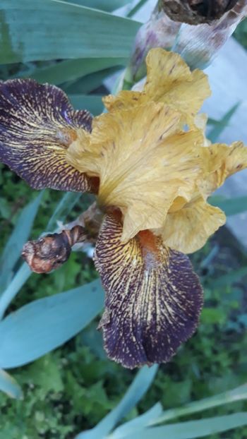  - Iris