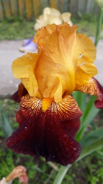  - Iris