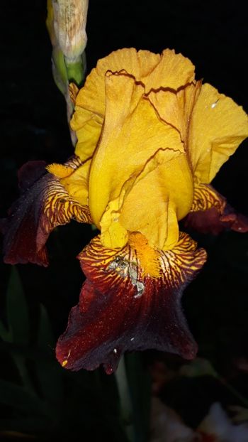  - Iris