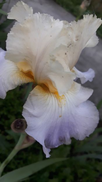  - Iris