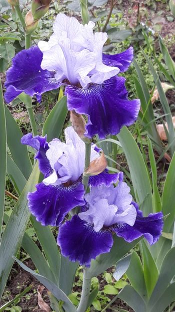  - Iris