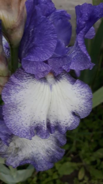 - Iris