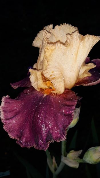  - Iris