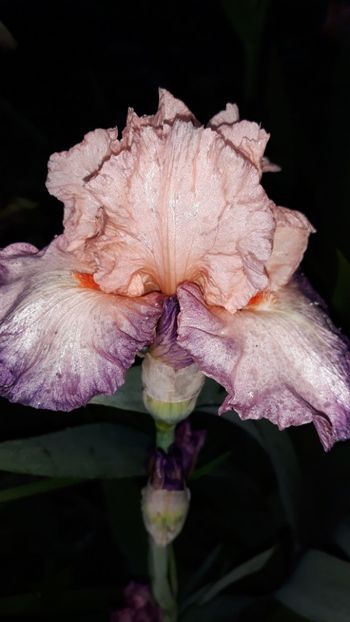  - Iris