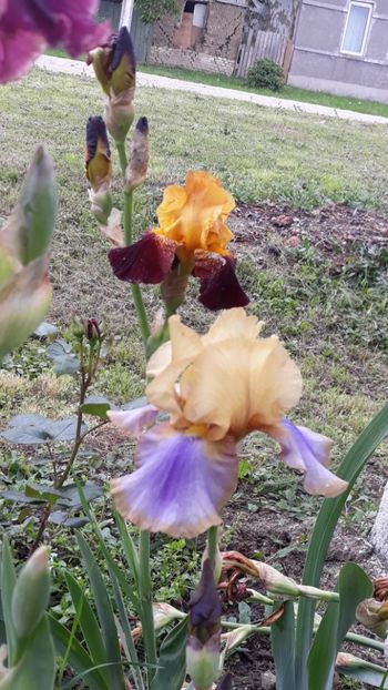  - Iris