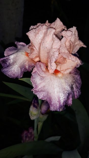  - Iris