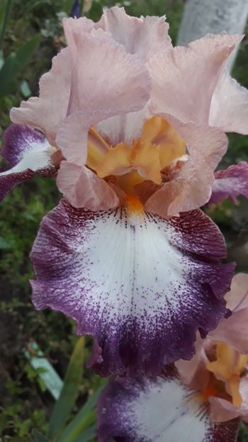  - Iris