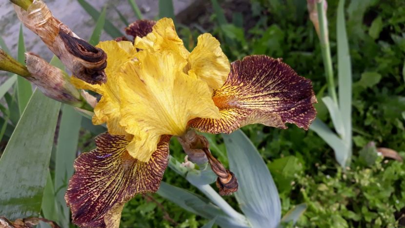  - Iris