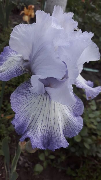  - Iris