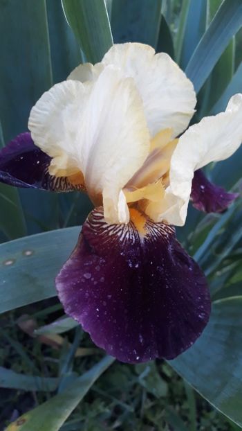  - Iris