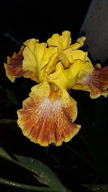  - Iris