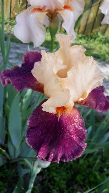  - Iris