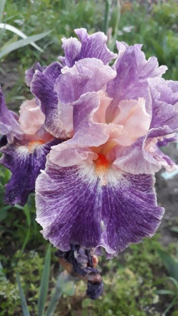  - Iris