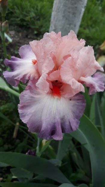  - Iris