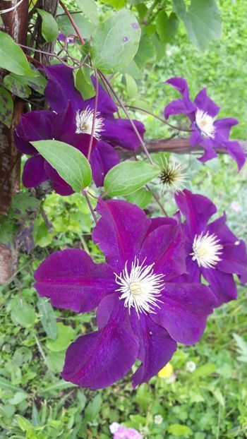  - Clematite