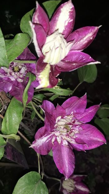  - Clematite