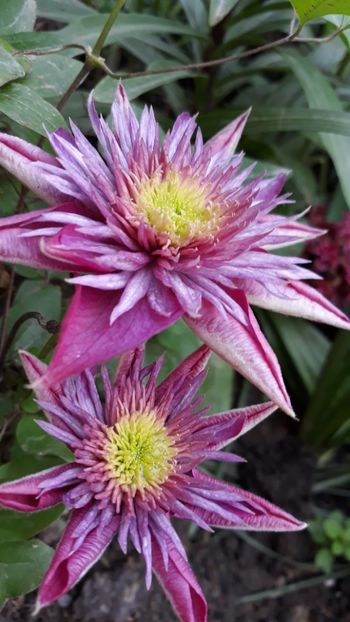  - Clematite