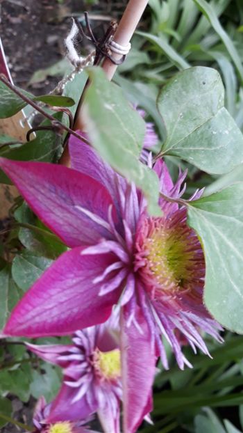 20190501_162348(0) - Clematite
