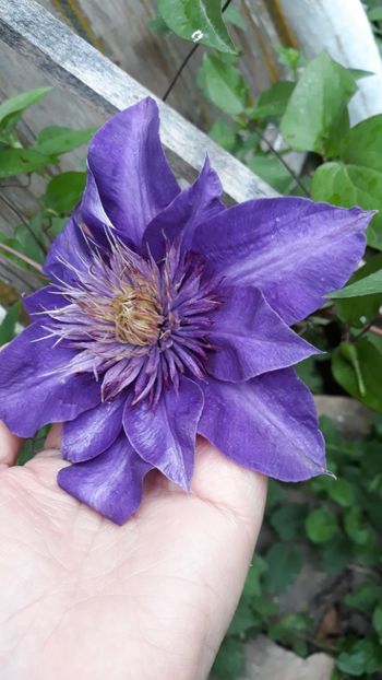  - Clematite