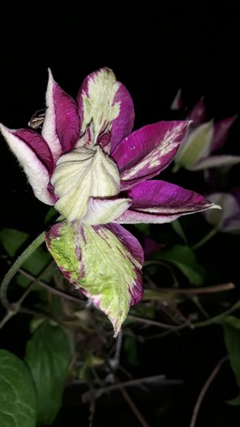  - Clematite