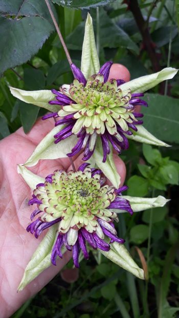  - Clematite