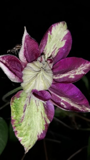  - Clematite