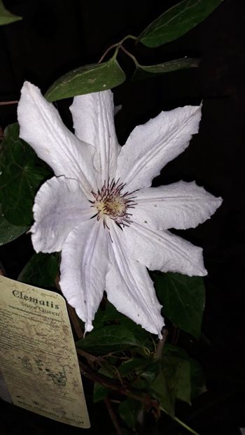 - Clematite