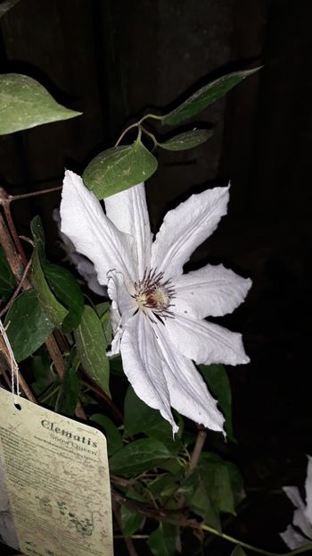  - Clematite