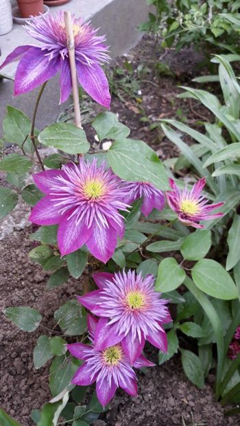  - Clematite