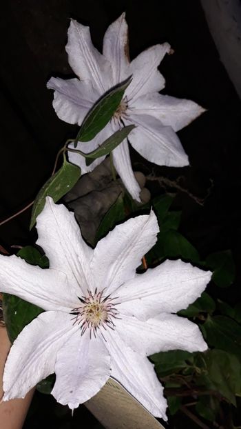  - Clematite