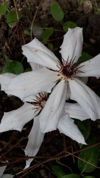  - Clematite