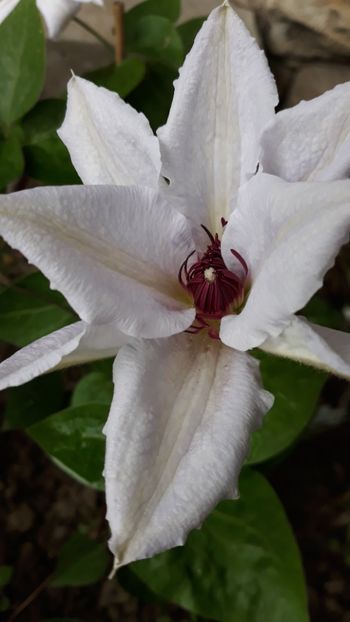  - Clematite