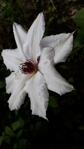  - Clematite