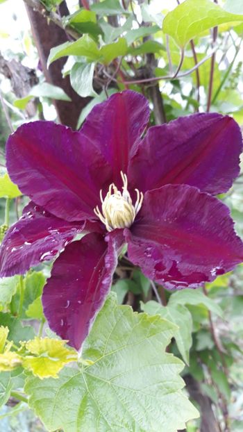  - Clematite