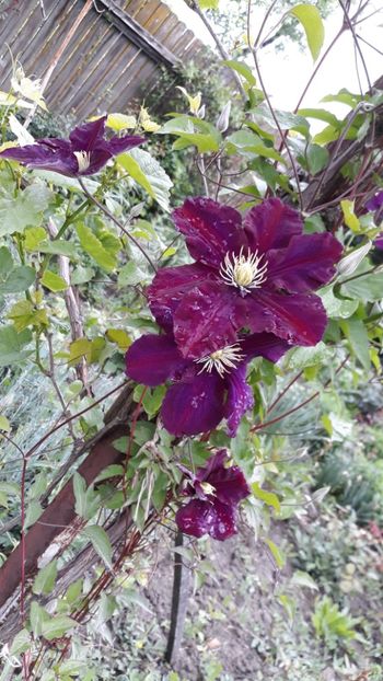  - Clematite