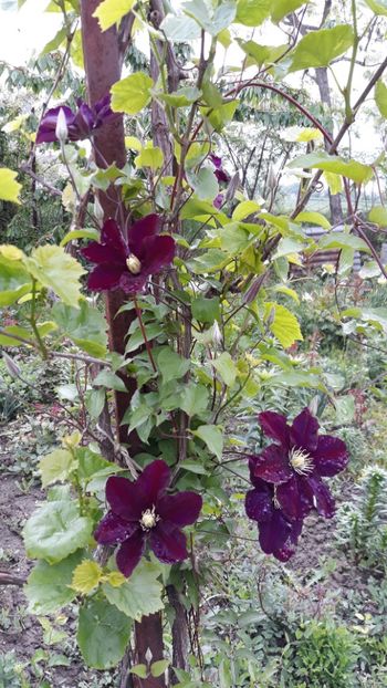  - Clematite