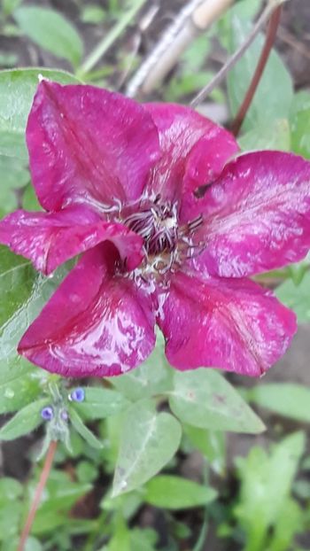  - Clematite