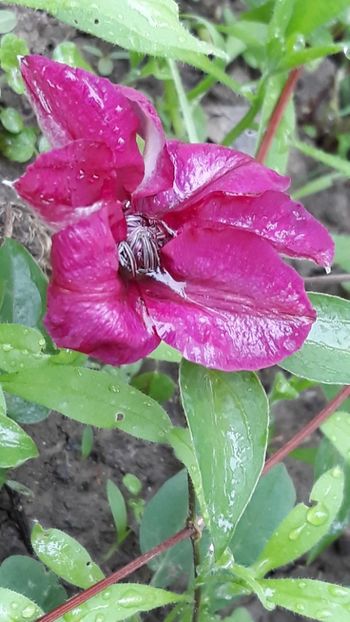  - Clematite