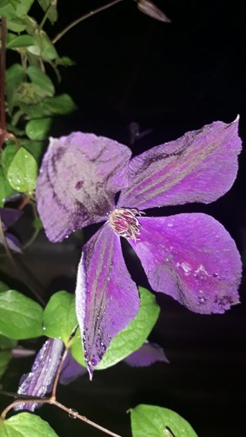  - Clematite