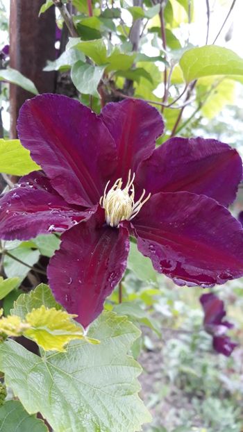  - Clematite