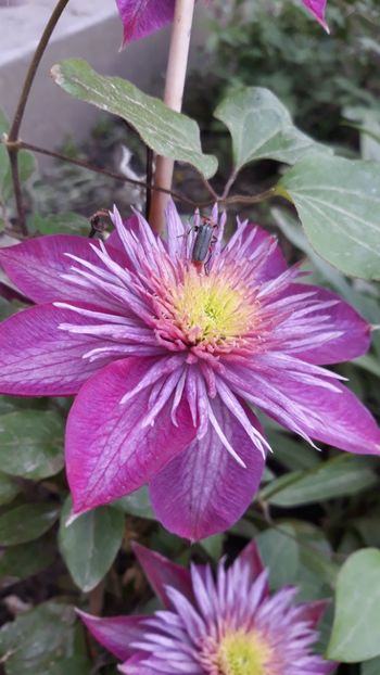  - Clematite