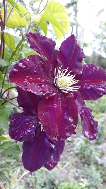  - Clematite