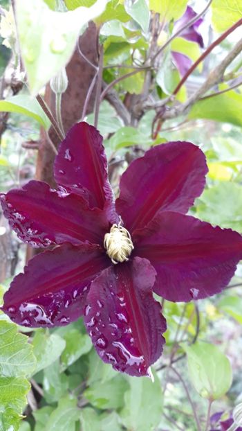  - Clematite
